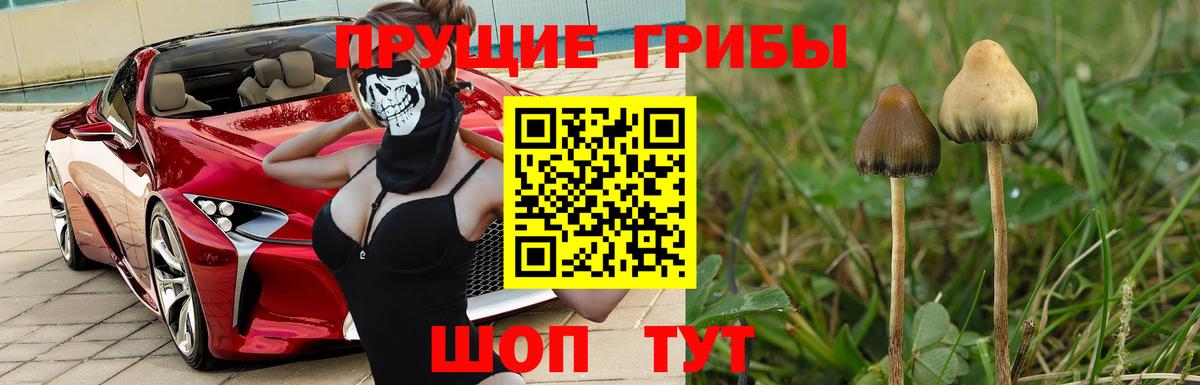 Хасавюрт  Галлюциногенные грибы ЛСД  Вход с VPN  Псилоцибиновые грибы прущие грибы 